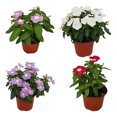 thumbnail image 1 of planta natural vinca 31.8 x 12.6 cm maceta de plástico, 1 of 6