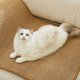 thumbnail image 2 of Horizontal Sisal Cat Scratching Mat Scratch-proof Protective Sofa Pad for Home Indoor, 2 of 5