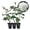3 Plants, variant on JFK Rose Bush - Live Starter Plant in a 2 Inch Growers Pot - Beautifully Fragrant Hybrid Tea Rose - A Versatile Beauty with a Rich Fragrance