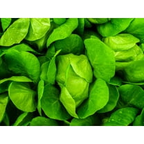 SEEDS == Bibb Lettuce-250 seeds- Garden PACK== Heirloom -Compact Baby Heads- Natural -Green Crisp Tasty Heads