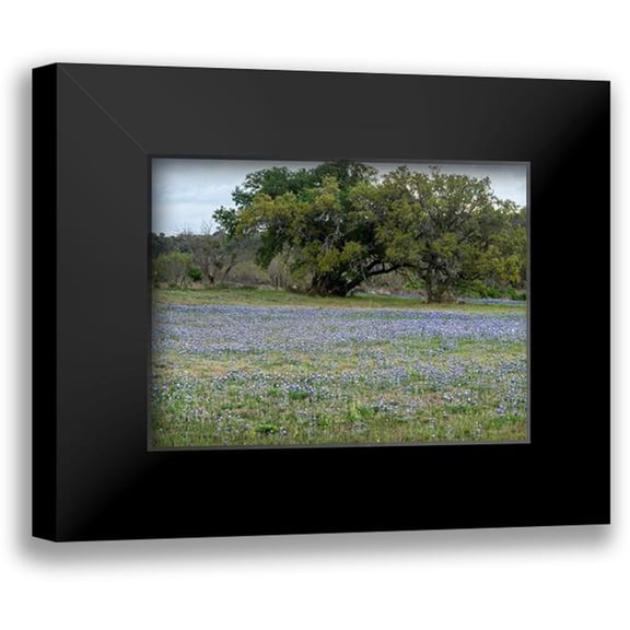 Highsmith, Carol 14x12 Black Modern Framed Museum Art Print Titled - Field of bluebonnets in the Texas Hill Country, near Burnet