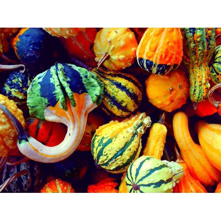 Small Gourd Mix Seeds to Grow | 25  Seeds | Grow Your Own Fall Decor