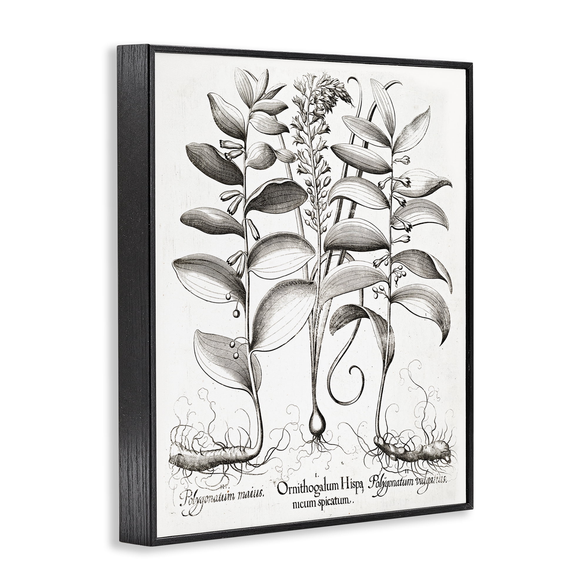 Vintage Botanical Root Study Black Framed Giclee Art, design by Lettered and Lined