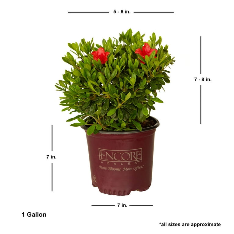 Encore Azalea Autumn Sunset (1 Gallon) Orange-Red Flowering Shrub