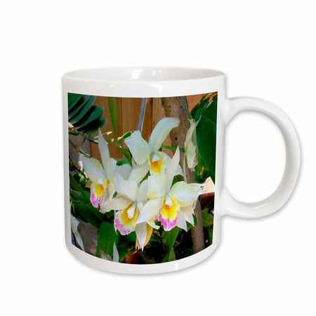 

3dRose Orchid Ceramic Mug 11-ounce