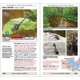 thumbnail image 3 of Naturalist Dragonflies of the North Woods, (Paperback), 3 of 4