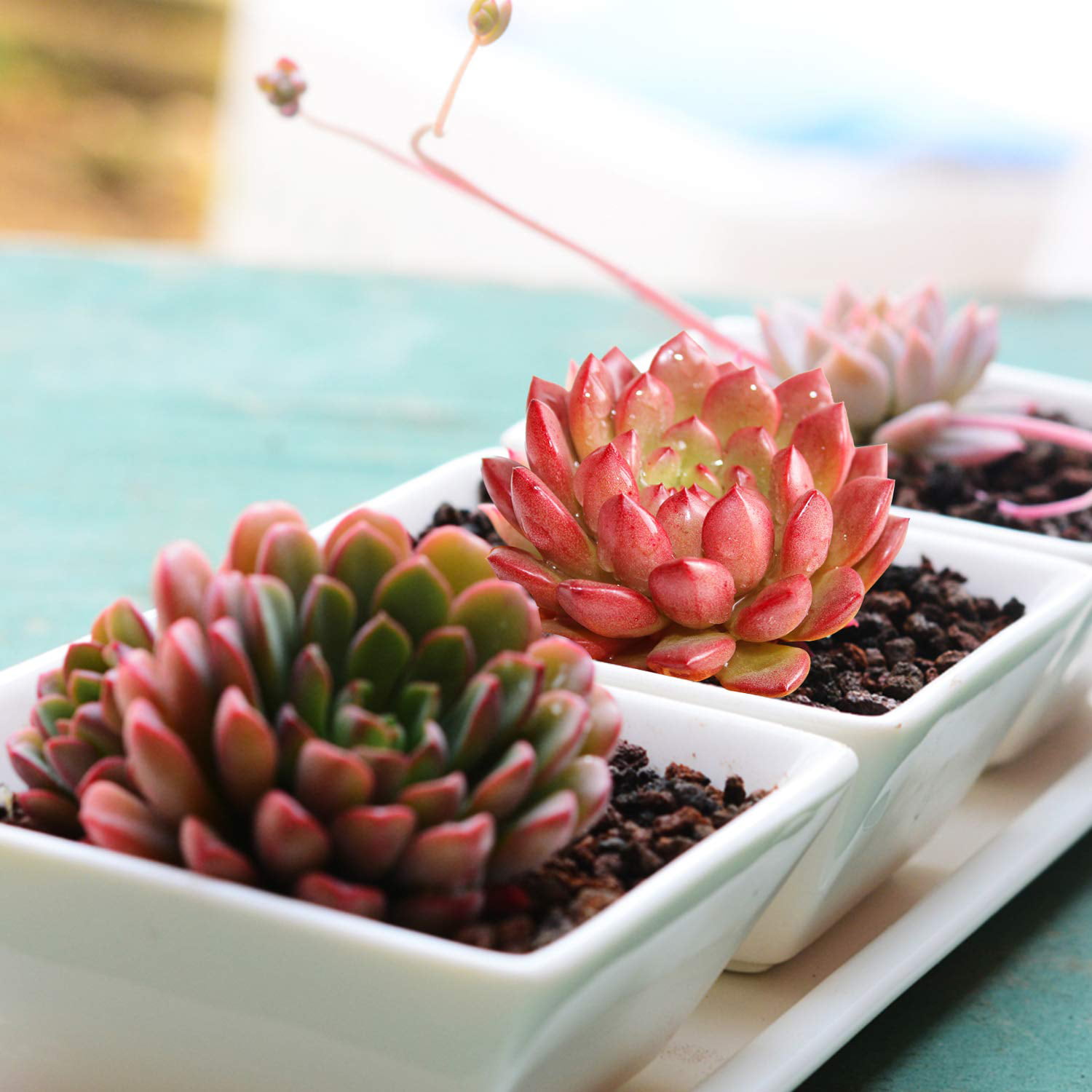 1/2/3/4/5/10/15/20/ Assorted succulents live plants rooted or fresh cutting 