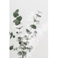 thumbnail image 2 of 1x Studio III 23x32 White Modern Wood Framed Museum Art Print Titled - Eucalyptus Creative 02, 2 of 4