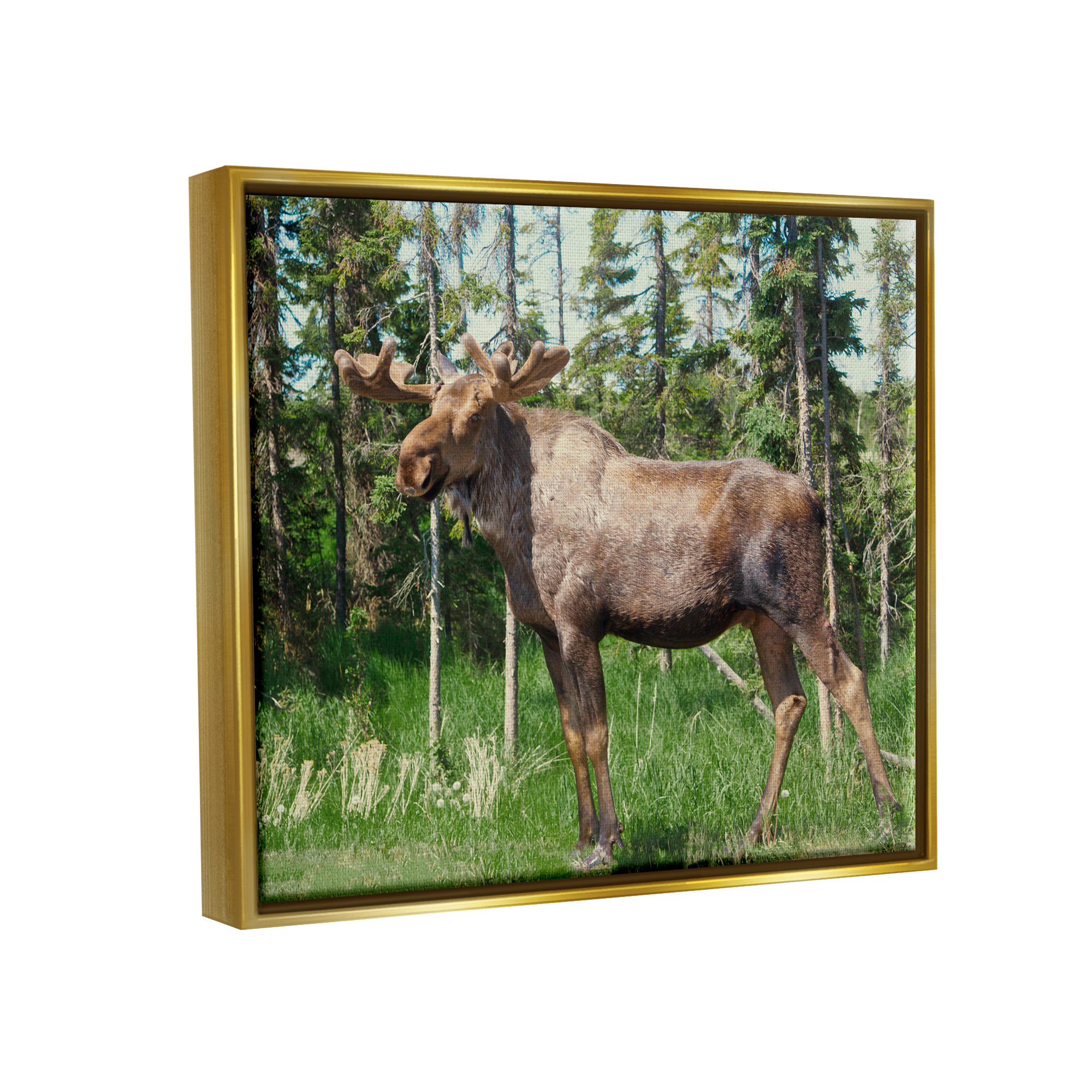 Stupell Moose Forest Grove Woodland Landscape Animals & Insects Photography Gold Floater Framed Art Print Wall Art