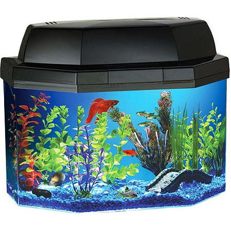 5 Gallon Aquarium