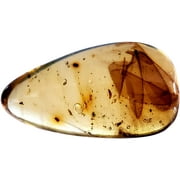 Genuine Amber Fossil Specimen - Multiple Insect Inclusions - Naturally Formed from Colombia with Bugs Inside - Museum Grade, A-Grade - Great Collectible - Piece #17 (28mm x 17mm)