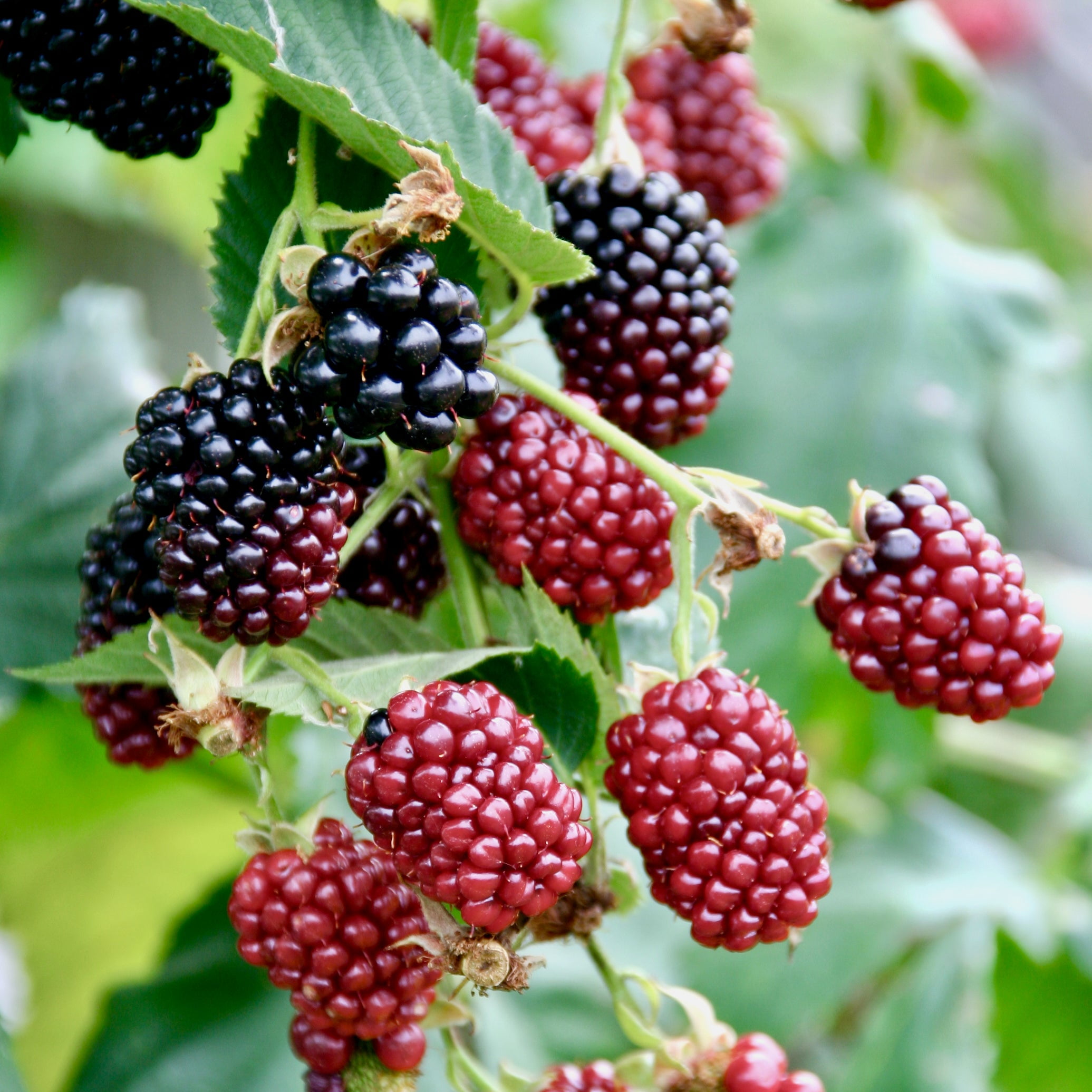 Boysenberry Live Plant Rubus Wellspring Gardens Starter Plant