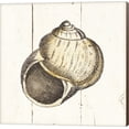 thumbnail image 1 of Shell Sketches II Shiplap by Wild Apple Portfolio, Canvas Wall Art, 1 of 1