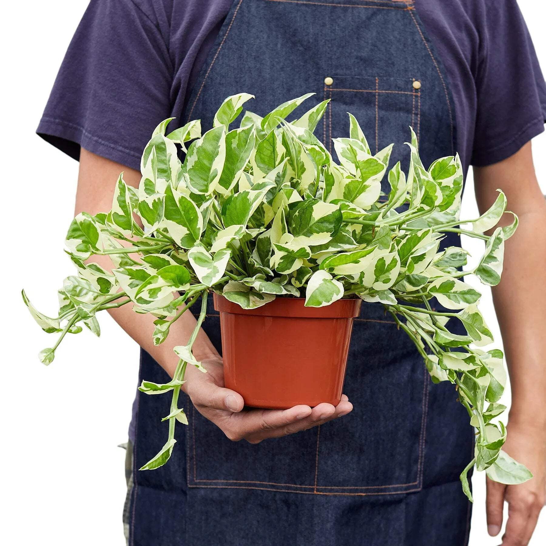 Pothos 'N'joy', 6" Pot, Indoor Houseplant, Easy Care, Live Plant for Indoor & Outdoor