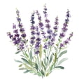 thumbnail image 3 of Robinson, Carol 12x12 Black Modern Framed Museum Art Print Titled - Lavender Botanical II, 3 of 5