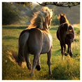 thumbnail image 2 of BSDHOME Polyester Grassland horse wooden column scenery Photography Backdrops Studio Background Photo Backdrops Studio Props 7x5ft, 2 of 3