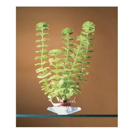 Penn Plax P18S 7 in. Ambulia Plant