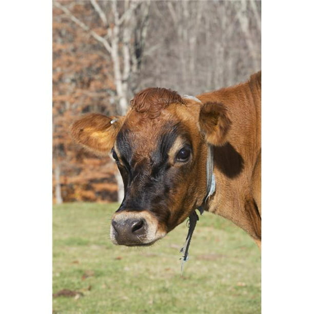Posterazzi DPI12257357 Vache en Jersey dans les Pâturages d'Automne Baldwin Brook Farm - Canterbury Connecticut États-Unis d'Amérique Impression - 12 x 19 Po.