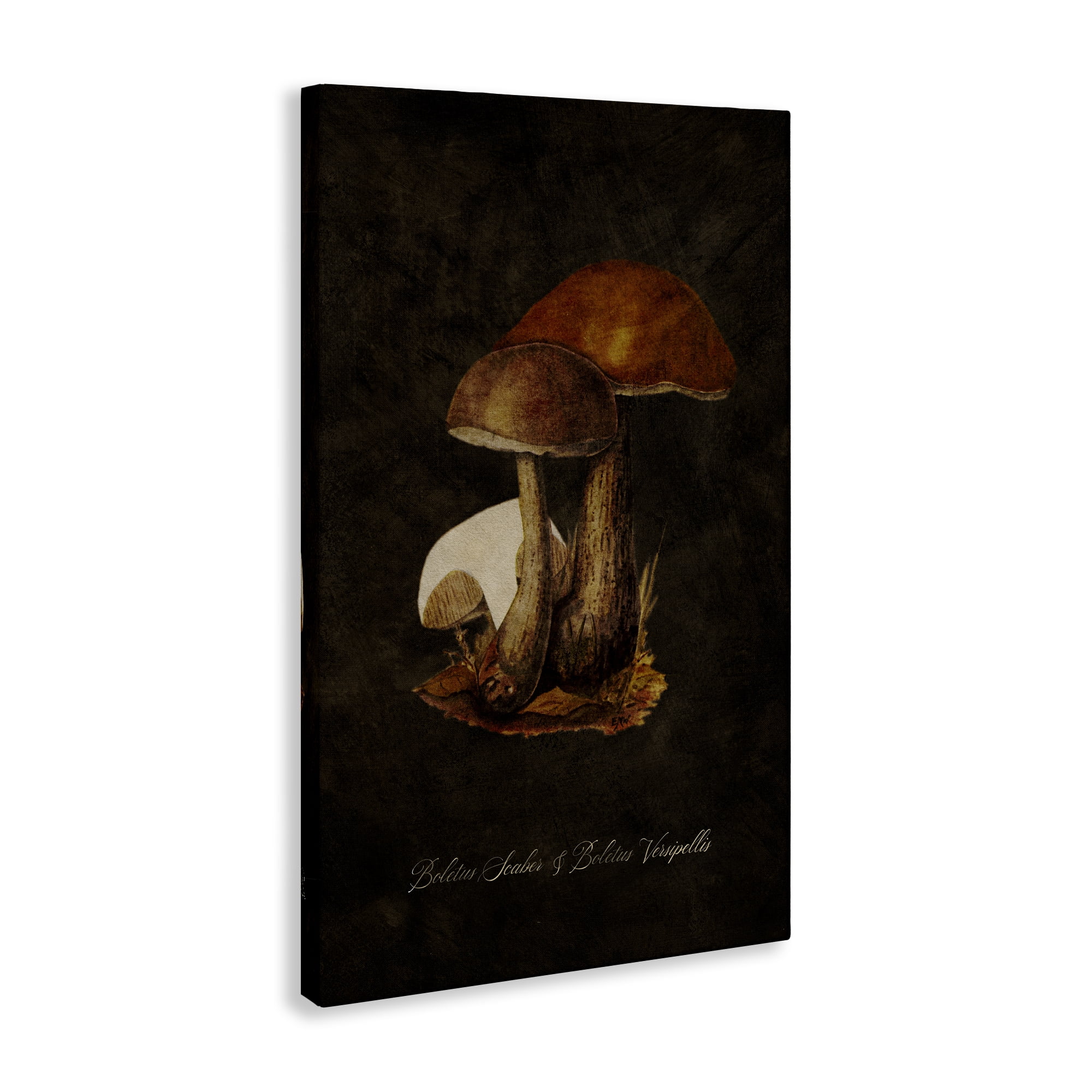 Stupell Industries Mushroom Types Study Plants & Flowers Painting Wrapped Canvas Art Print Wall Art, 16 x 24