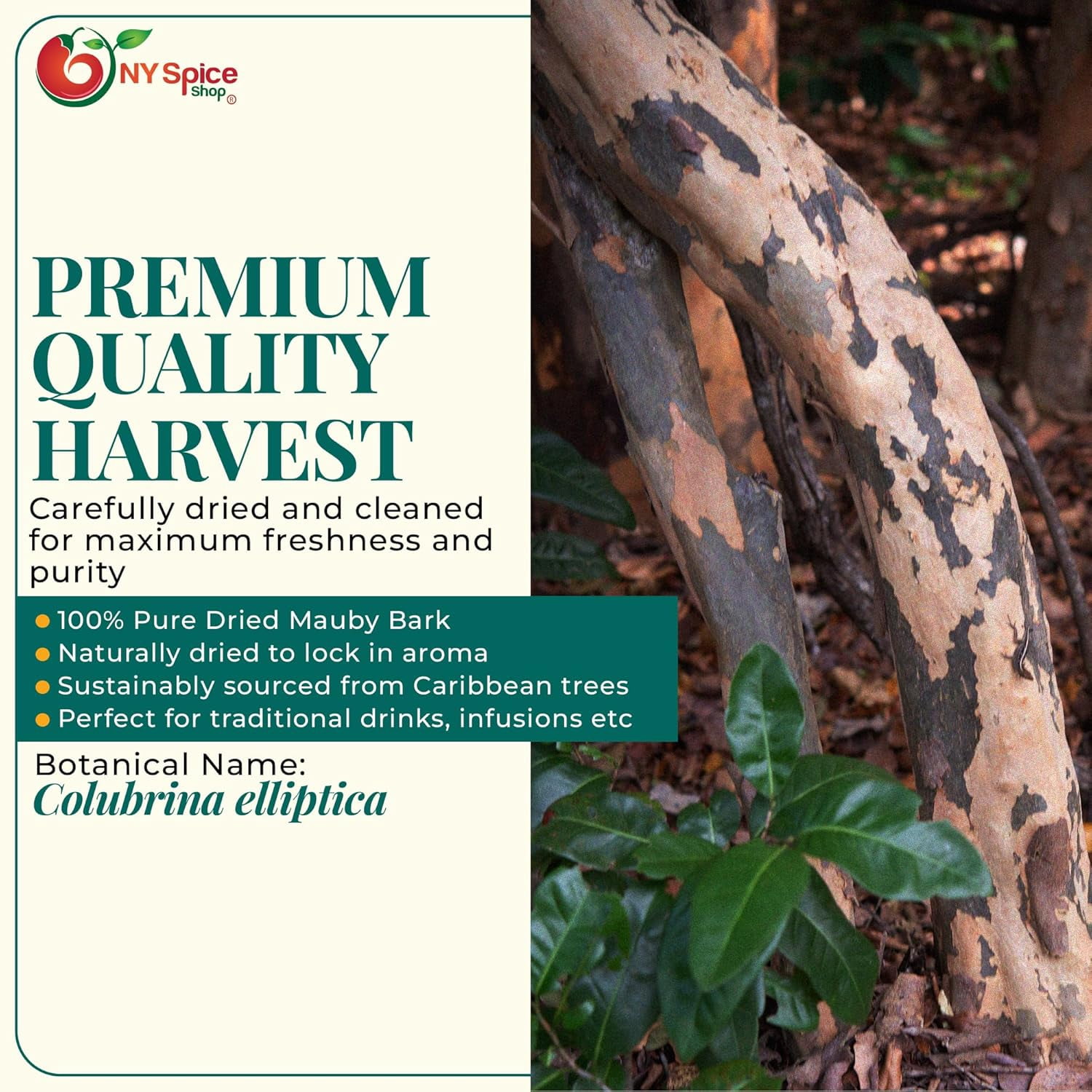 NY SPICE SHOP Dried Mauby Bark Herb - 3 Pound - Colubrina Bark - Caribbean Mauby - Mauby Tree Bark Herbs - Bark Thin - Mauby Tea Herb - Mauby Bark Bulk