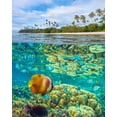 thumbnail image 2 of Fitzharris, Tim 20x24 White Modern Wood Framed Museum Art Print Titled - Coral and butterfly fish at Cadlao Island-Palawan-Philippines, 2 of 4