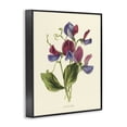 thumbnail image 2 of Stupell Industries Shabby Chic Vintage Sweet Pea Blossoms Black Framed Giclee Art, 24 x 30, by Connie Resch, 2 of 8
