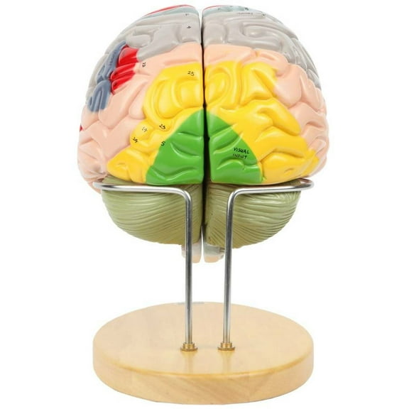 Axis Scientific 1.5x Life-Size 4-Part Brain Numbered Anatomical Model, Includes Display Base, Study Booklet, brain model for anatomy nervous system , Includes Detailed Product Manual for Study