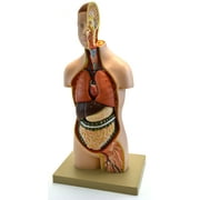 Eisco Labs Youth Torso Anatomical Model with Head, 9 parts, Half-Size, Approx. 18" Height