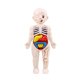 thumbnail image 1 of Vogacara Modelo de cuerpo humano para niños, Torso educativo de estómago, juguete de aprendizaje temprano, accesorio de enseñanza, juguete de Juguetes Educativos, 1 of 6