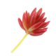 thumbnail image 5 of 2x Mini Echeveria Lotus Suculentas Plantas Artificiales Flores Artificiales perfecl Planta suculenta artificial, 5 of 7