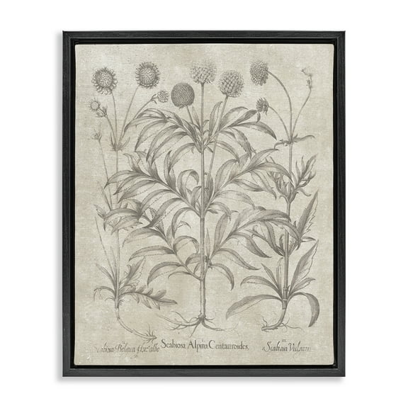 Stupell Industries Vintage Plant Life Botanical & Floral Painting Black Floater Framed Art Print Wall Art, 17 x 21