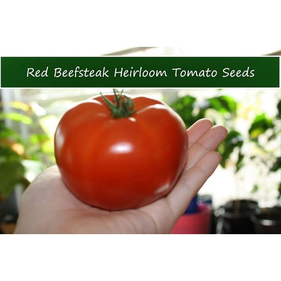 Seed Pack -Tomato Seeds-Red Beefsteak Heirloom Tomato -20 Seeds - Robust Flavor-All Natural