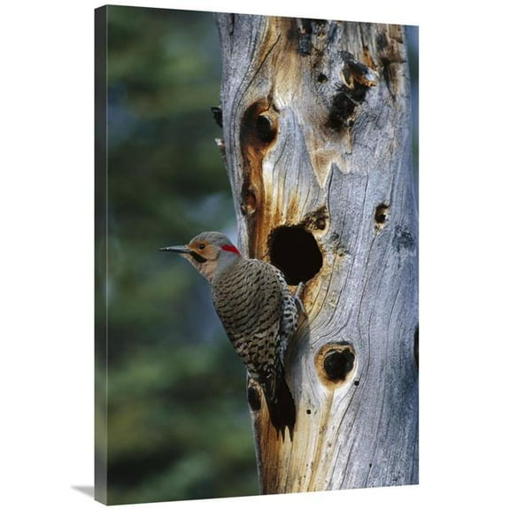 24 x 36 in. Northern Flicker Woodpecker Near Nest Cavity, Slana, Alaska Art Print - Michael Quinton