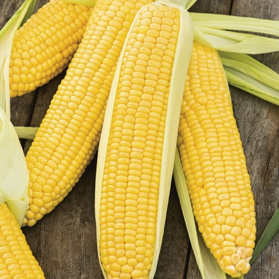 Papaws Garden 200 Yellow Sweet Corn Plant Seeds