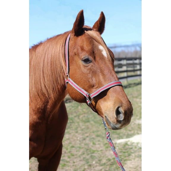 TuffRider Nylon Breakaway Halter & Lead Set Cob Grey/Red