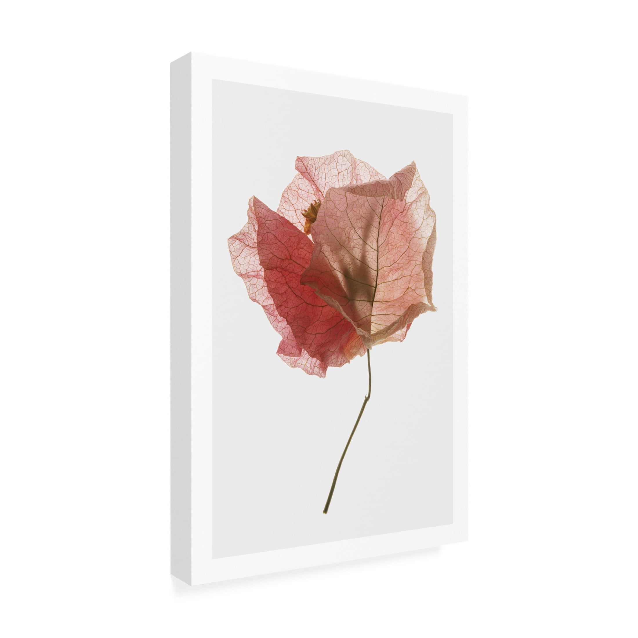 Trademark Fine Art Shot by Clint Bougainvillea Study No2 Canvas Wall Art