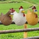 thumbnail image 4 of Clearance!Decoraciones de pollo,diseño de valla,patio,decoración creativa,estatua de pollo de resina para patio de granja, 4 of 8