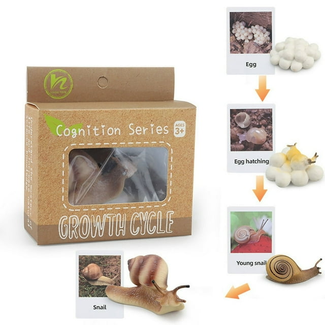 1 Box Biology Discovery Toy Realistic Frog Bee Panda Chick Butterfly Fish Plant Animal Figurines Life Cycle Learning Creative Toddler Preschool Science Education Toys Kindergarten Toy