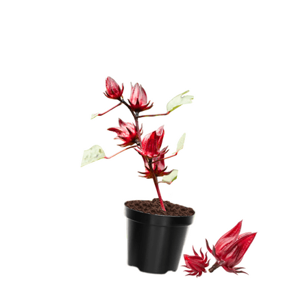 Red Roselle Plant for Growing, Roselle Hibiscus Plant in Pot, 8- 12 Inches Tall