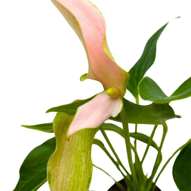 BubbleBlooms Anthurium Lilli 2 inch Pink Flower - Walmart.com