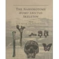 thumbnail image 2 of The Nariokotome Homo Erectus Skeleton, 2 of 2