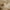 Antique Taupe, variant on THD Essentials Sheer Voile Window Treatment Rod Pocket Curtain Panels - Pair