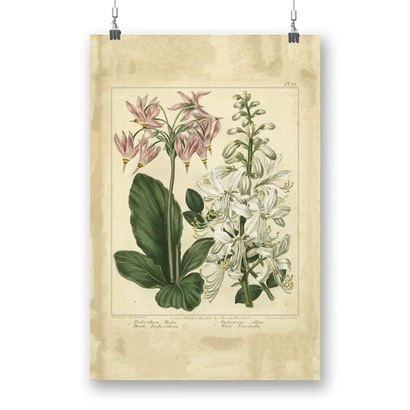 Garden Flora Iv Poster - Sydenham Edwards Designs,