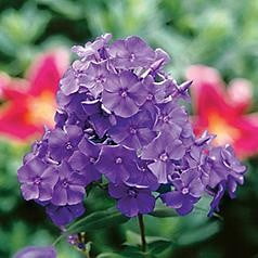 - Blue Paradise Hardy Phlox - Large Violet- Blue Flowers - Live Plant - Quart Pot