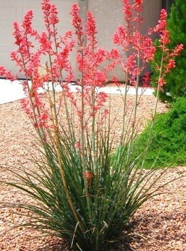 Altman Plants Red Yucca Outdoor Plant - Hesperaloe Parviflora - Perennial Succulent - 1-Gallon Pot