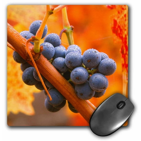 Napa Valley Vineyards Cabernet - 3dRose California, Napa Valley, dew on cabernet grapes in autumn vineyard - Mouse Pad, 8 by 8-inch