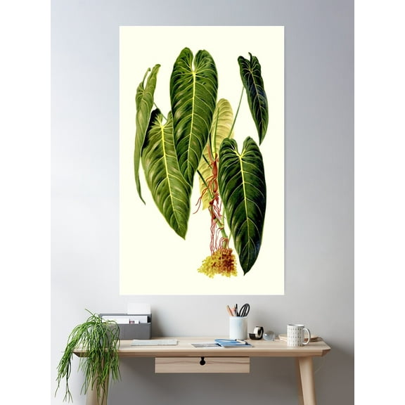 Philodendron Melanochrysum - Revue Horticole Poster Wall Art, Modern Wall Decor For Living Room Bedroom, 8x12 UNFRAMED