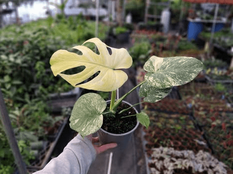 Monstera Mint Live Plant, Mint Variegated Monstera Plant, Rare Tropical Monstera for Garden 4 to 6 Inc Tall