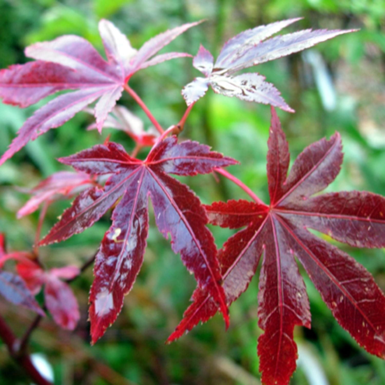 Expert Gardener 1-2' Maple Japanese Atropurpureum (var. atropurpureum) 1 gal. Grower Pot