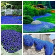 Magic Creeping Thyme Seeds OIF8 15000+ Creeping Thyme Seeds Dwarf